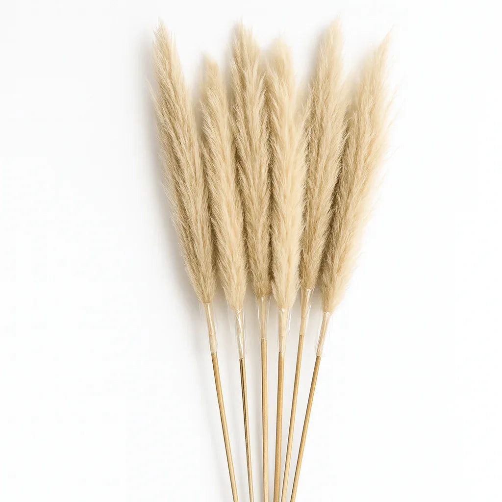 Set de 8 Pampas Grass Decorativas - KB Home