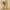 Set de 8 Pampas Grass Decorativas - KB Home